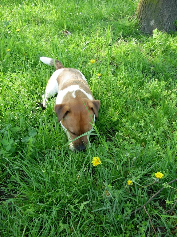 Max